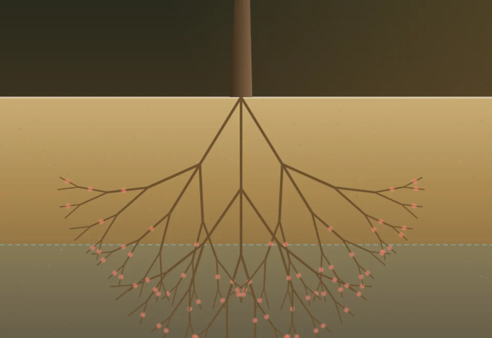 The taproot reaching the water table, with nitrogen-fixing nodules